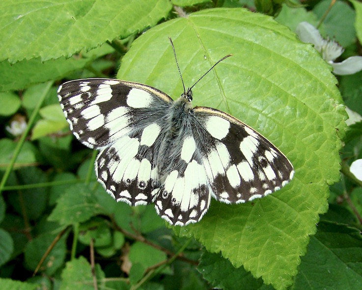 marbled white
